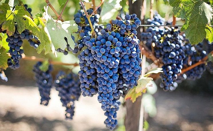 Виноградники в Алуште