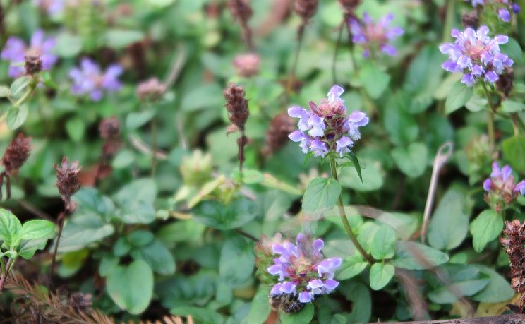 Цхалтубо  - Изображение 2